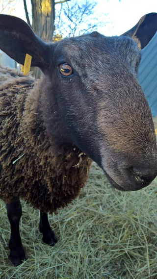 The Doctor isn’t quite as snuggly as Fred, and certainly takes himself more seriously, but he is an awfully good boy too, and a very handsome specimen of BFL-dom.